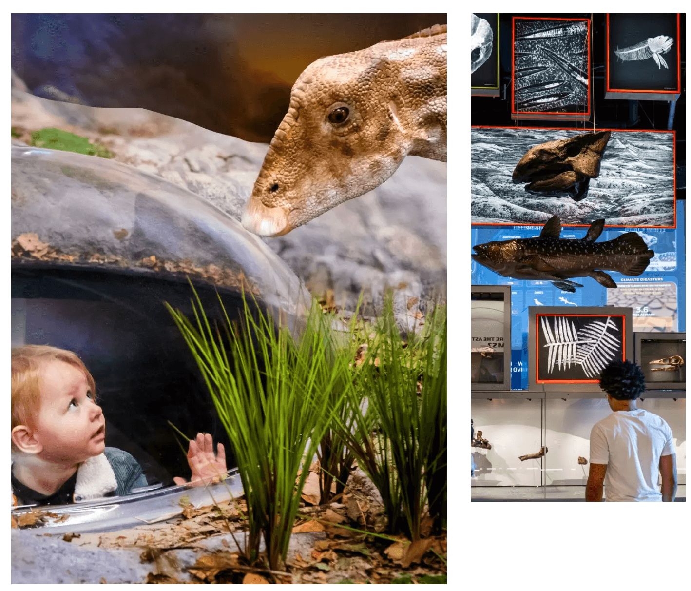 membership at edelman fossil park