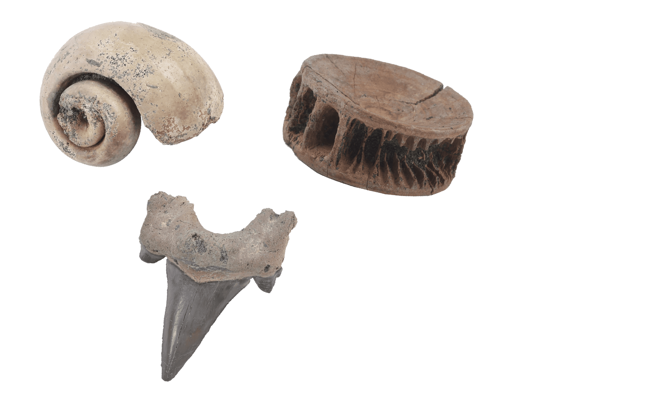 fossil from EFM quarry dig experience