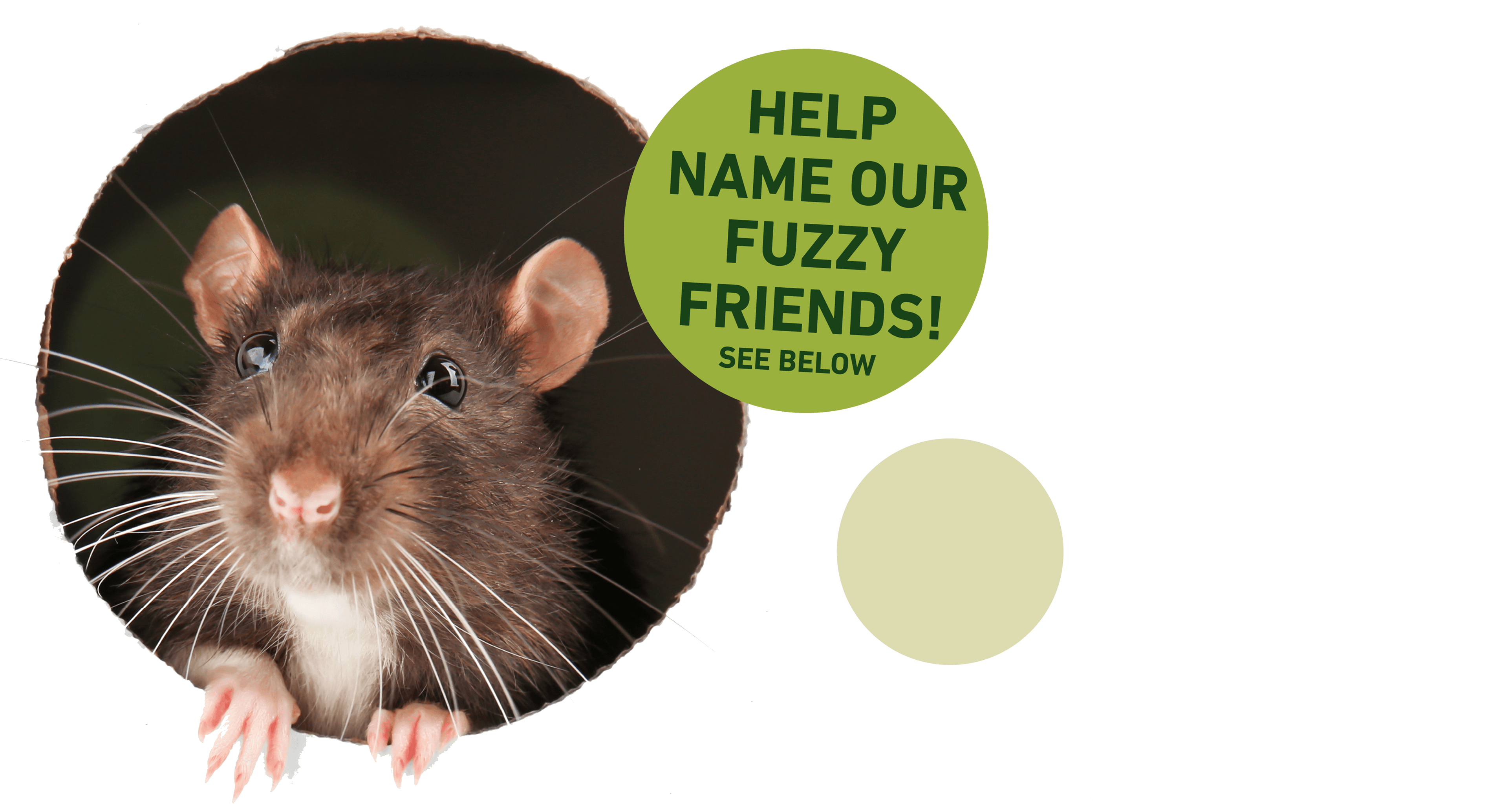 cute rat peeking out