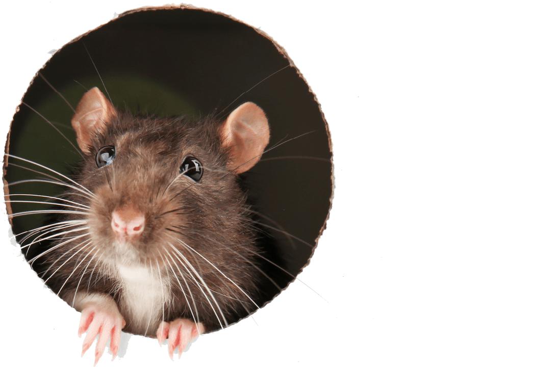 cute rat peeking out